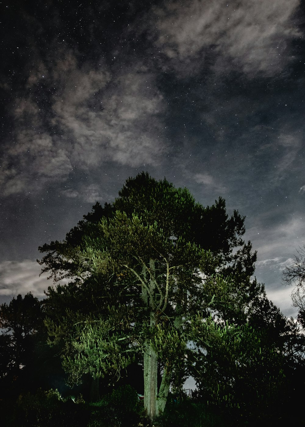 green trees under black sky