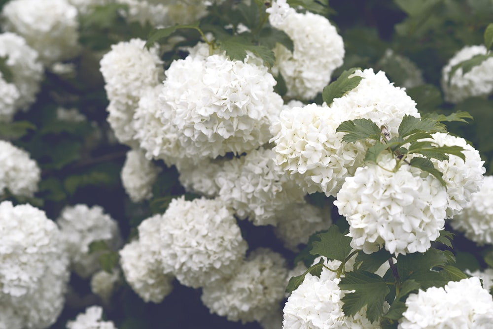 shallow focus photography of white flowers