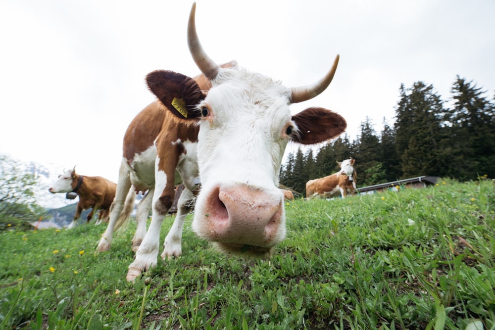 緑の芝生の上に立つ牛のクローズアップ写真