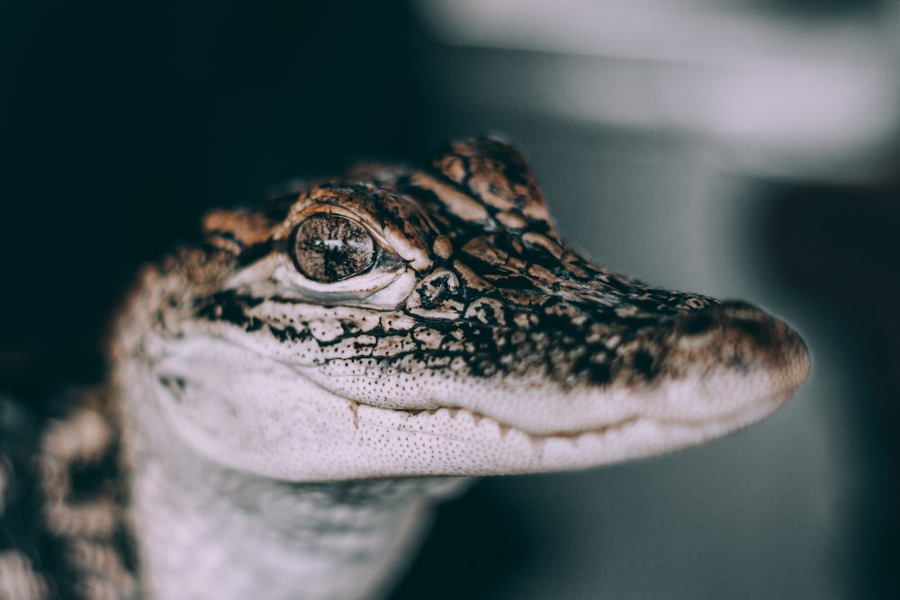 closeup photo of gray and black crocodile