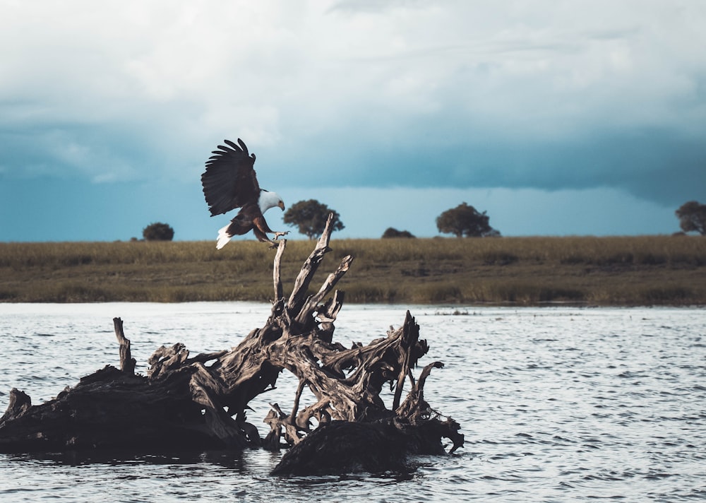 white and black bird on driftwood