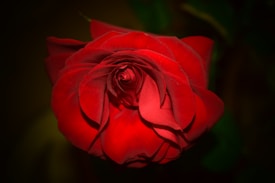 A vibrant red rose with elegantly layered petals illuminated by soft lighting, creating a dramatic contrast against the dark background.
