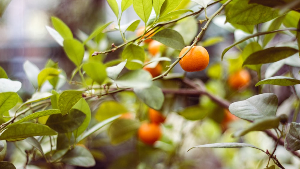 round orange fruit in selective focus photography