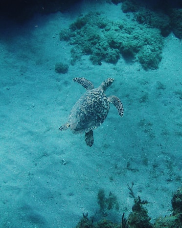 A curious sea turtle gliding gracefully over a bed of swaying sea grass.