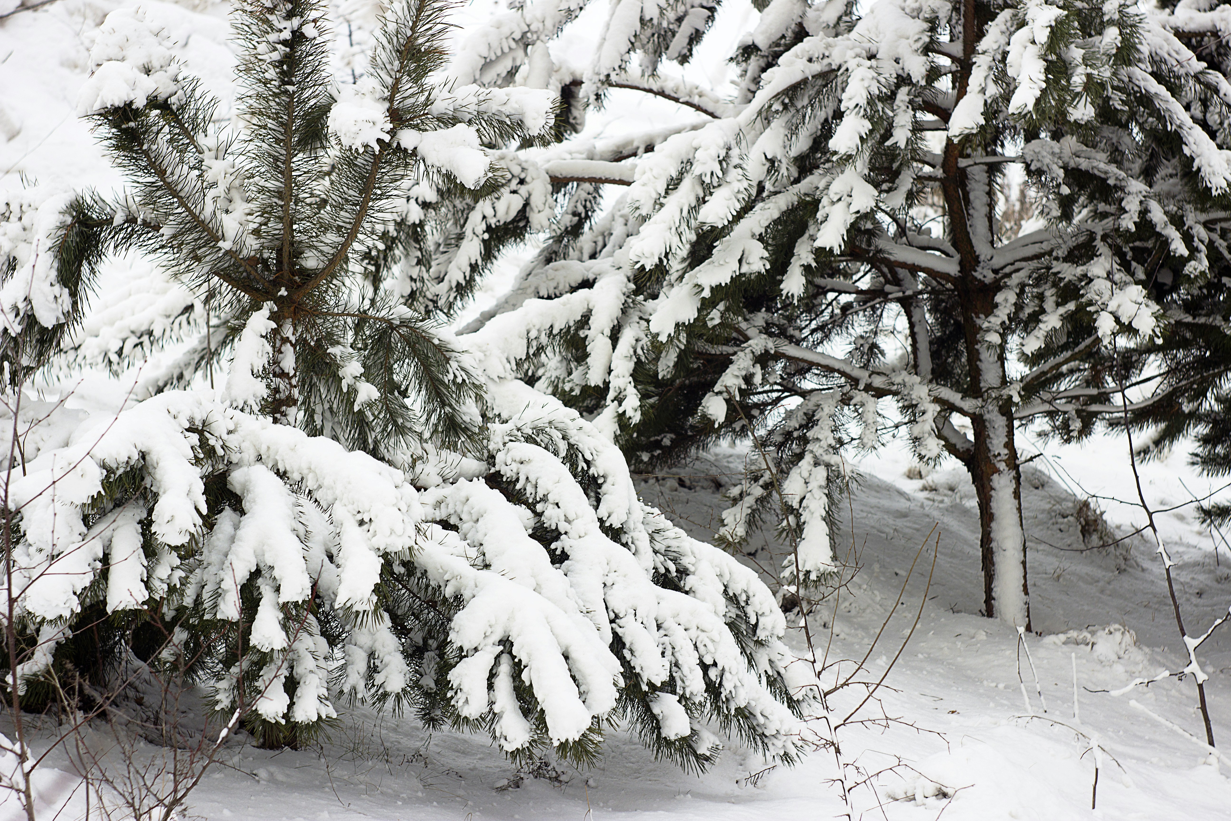 Free Unsplash photo from Inna Lesyk