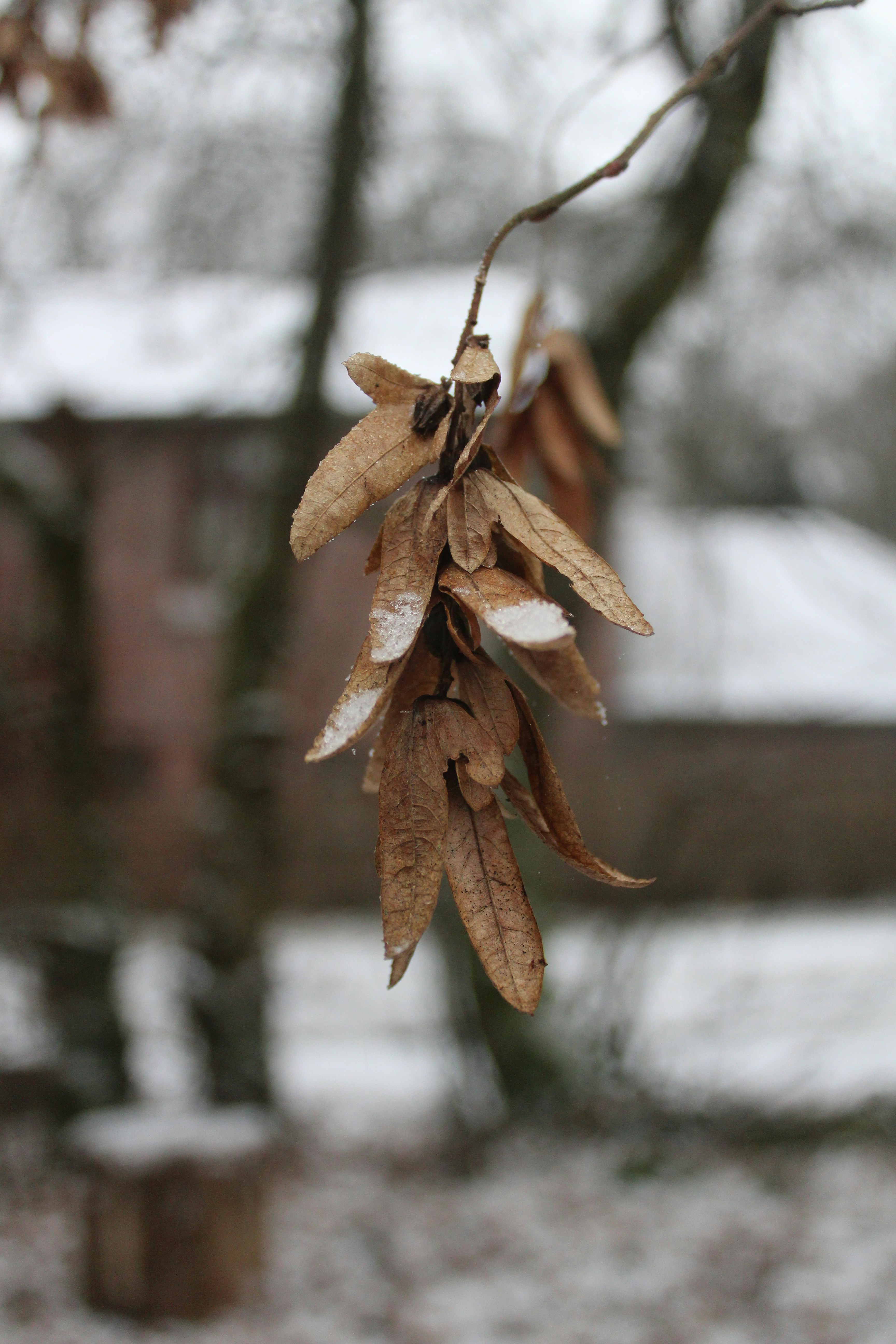 Free Unsplash photo from Mees Ras