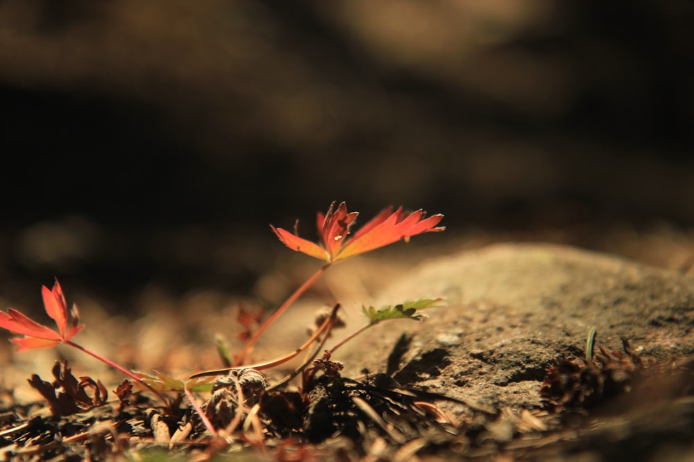 red leaf on brown rock