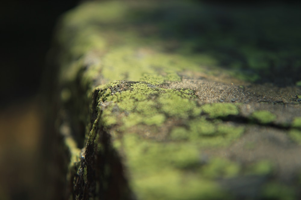 茶色のコンクリートレンガに緑の苔