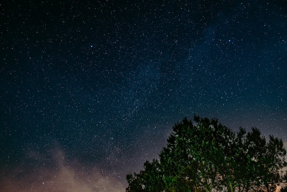 landscape photography of tree under sky