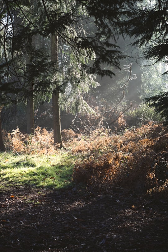 low angle photo of trees in Alice Holt Forest United Kingdom