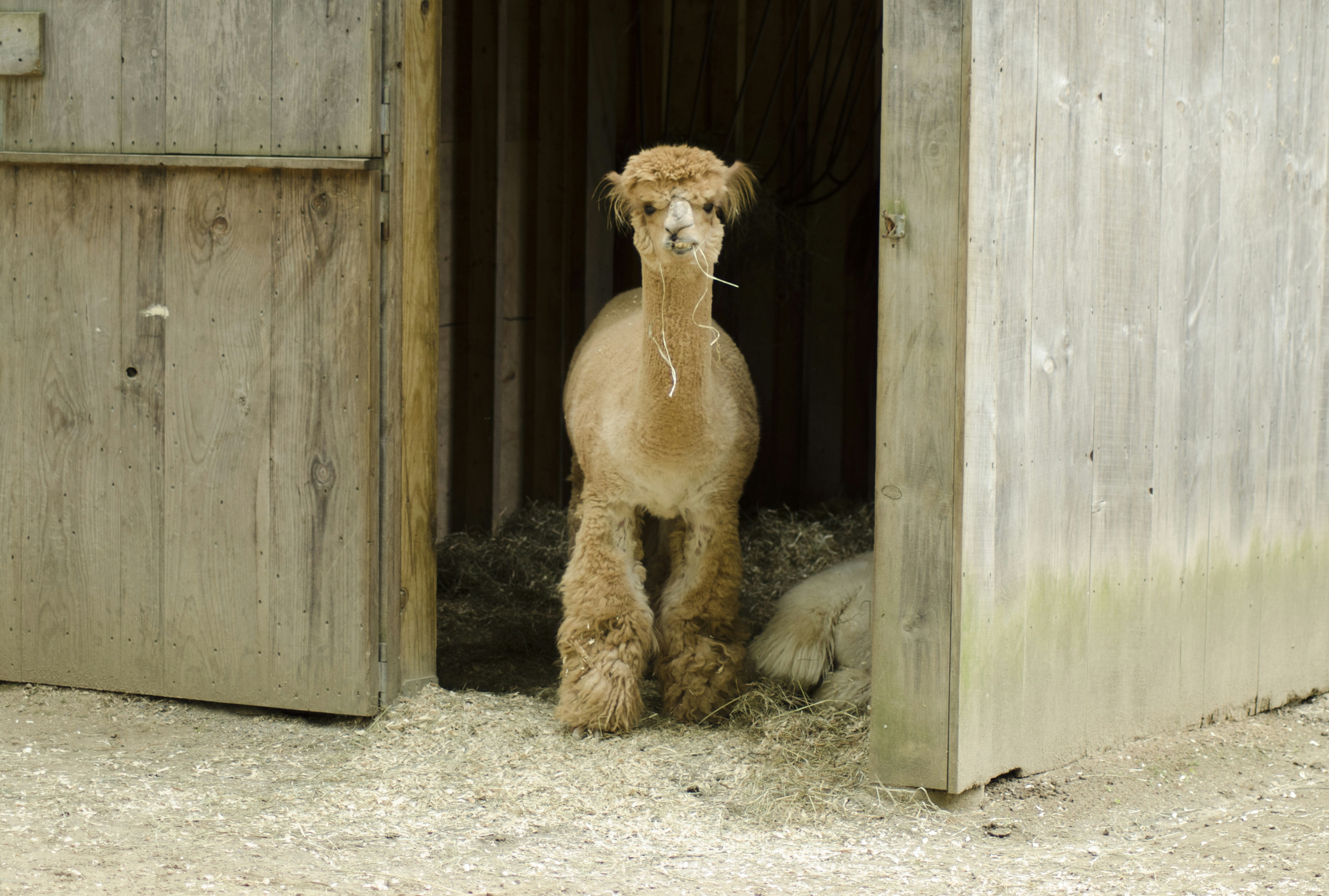 Free Unsplash photo from Nicole Anderson