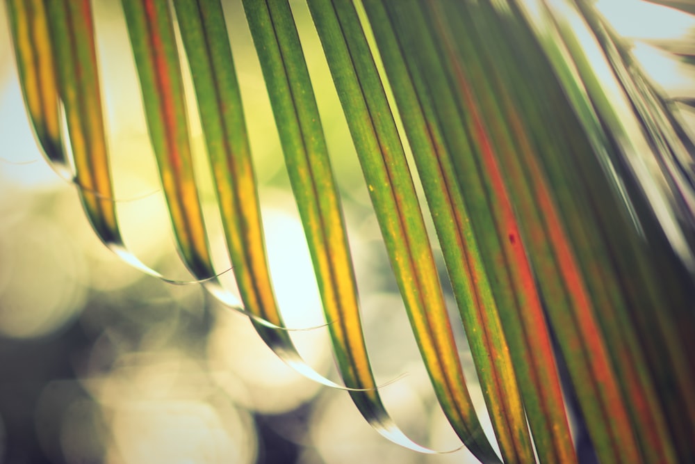 closeup photography of green palm leaf