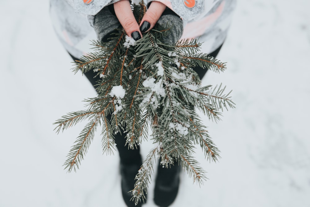 person holding green pine plant with snow