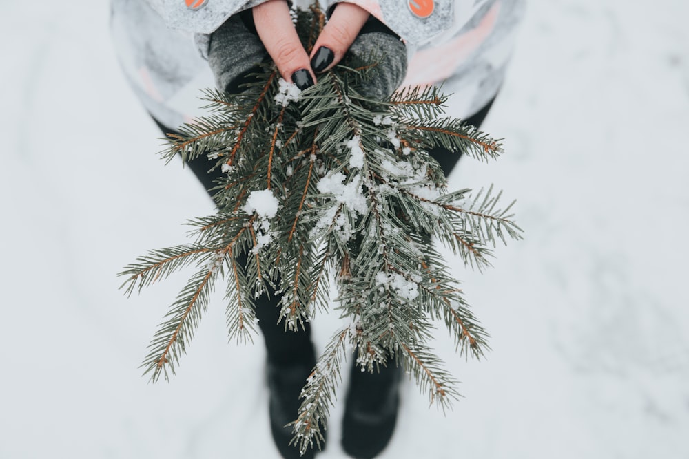 Person, die grüne Kiefernpflanze mit Schnee hält