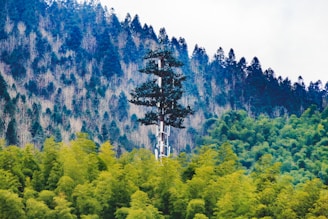 A pine tree-shaped cell tower rises amidst a dense forest of varying shades of green. The tower blends into the natural surroundings, with the forest stretching into a mountain range covered in thick trees, creating a harmonious integration of technology and nature.