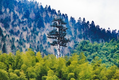 A pine tree-shaped cell tower rises amidst a dense forest of varying shades of green. The tower blends into the natural surroundings, with the forest stretching into a mountain range covered in thick trees, creating a harmonious integration of technology and nature.