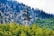 A pine tree-shaped cell tower rises amidst a dense forest of varying shades of green. The tower blends into the natural surroundings, with the forest stretching into a mountain range covered in thick trees, creating a harmonious integration of technology and nature.