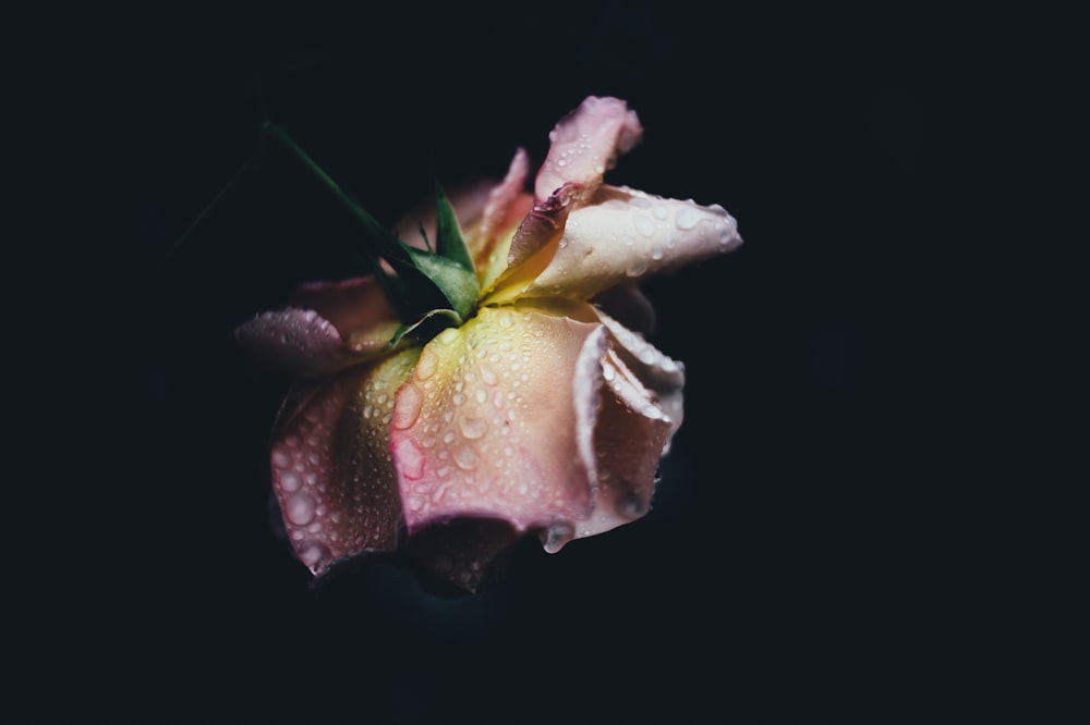 foto ravvicinata di fiore rosa