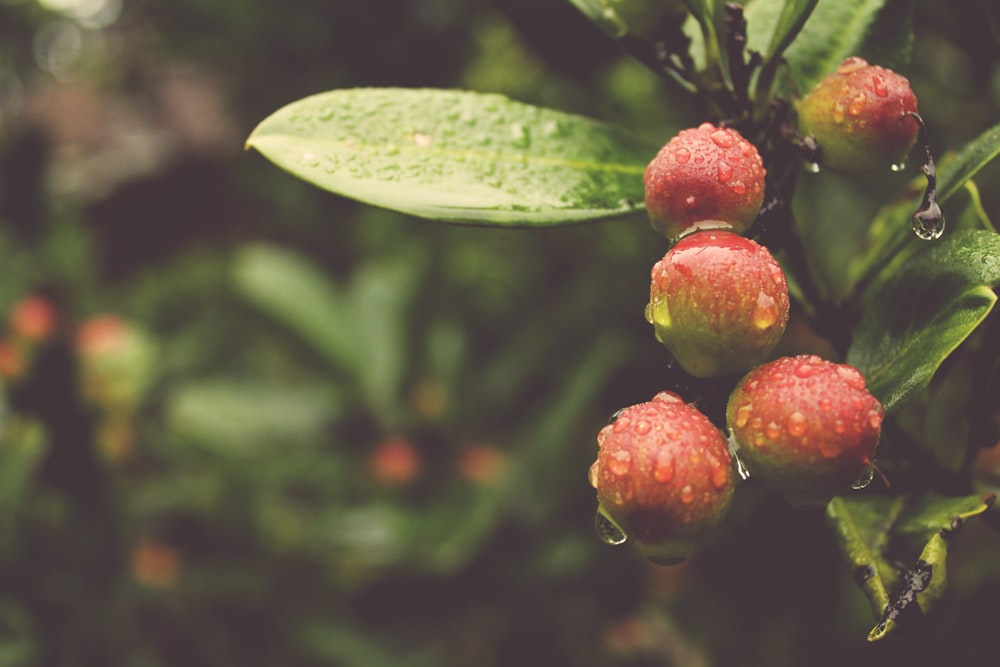 macrophotography of round red fruits