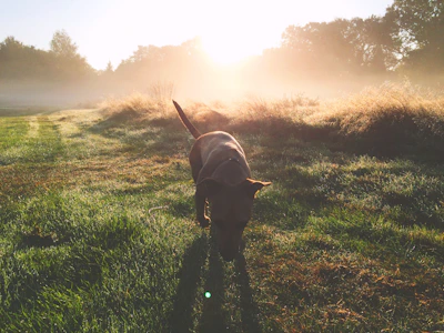 A gentle dog being walked on a quiet neighborhood street at sunrise.