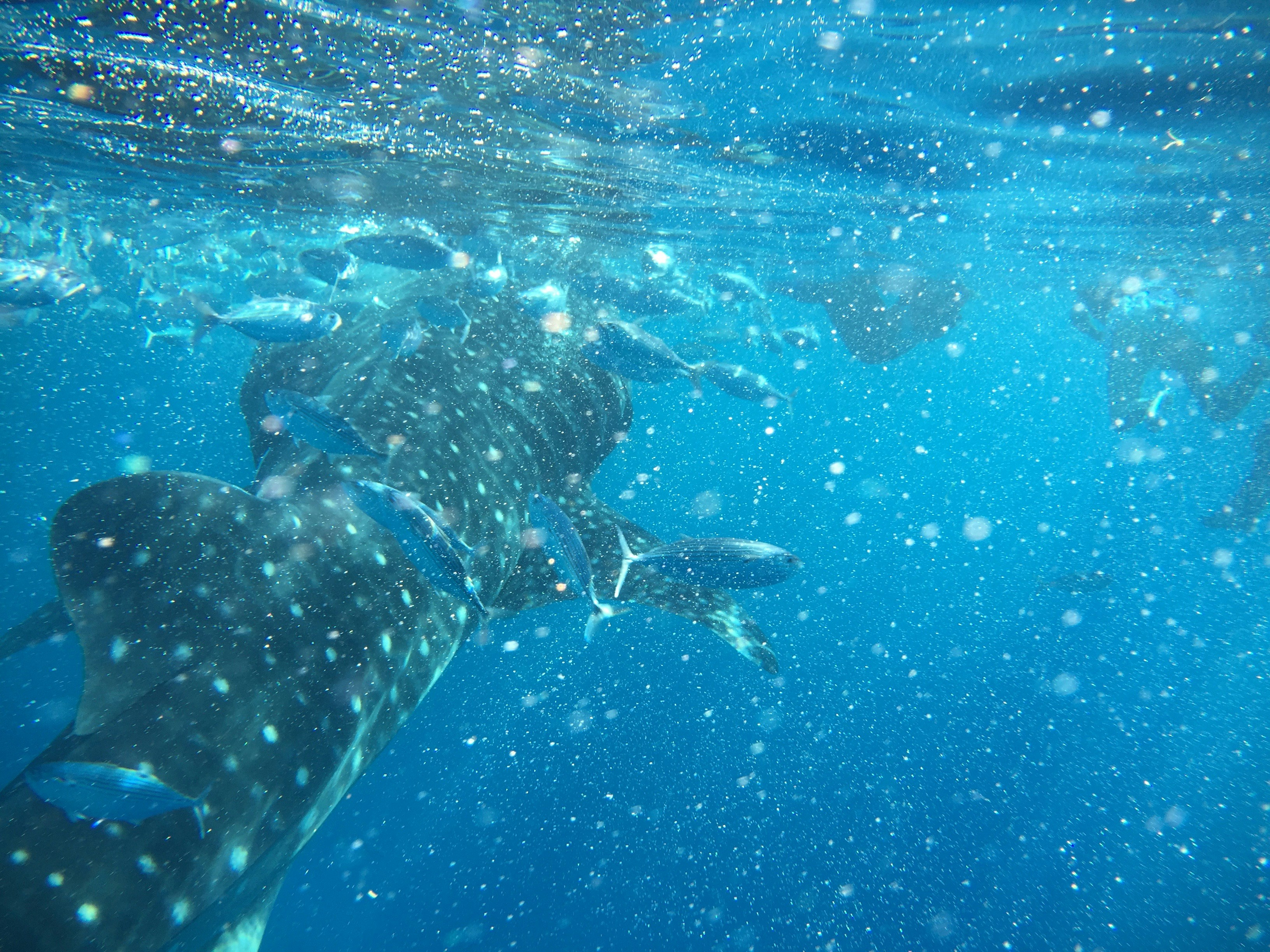 Book Your Private Swim