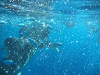 A majestic underwater scene featuring a large whale shark swimming among schools of smaller fish. The water is clear with light particles floating throughout, giving a sense of depth and motion. The image captures the peaceful coexistence of the marine wildlife in their natural habitat.