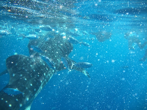 A majestic underwater scene featuring a large whale shark swimming among schools of smaller fish. The water is clear with light particles floating throughout, giving a sense of depth and motion. The image captures the peaceful coexistence of the marine wildlife in their natural habitat.