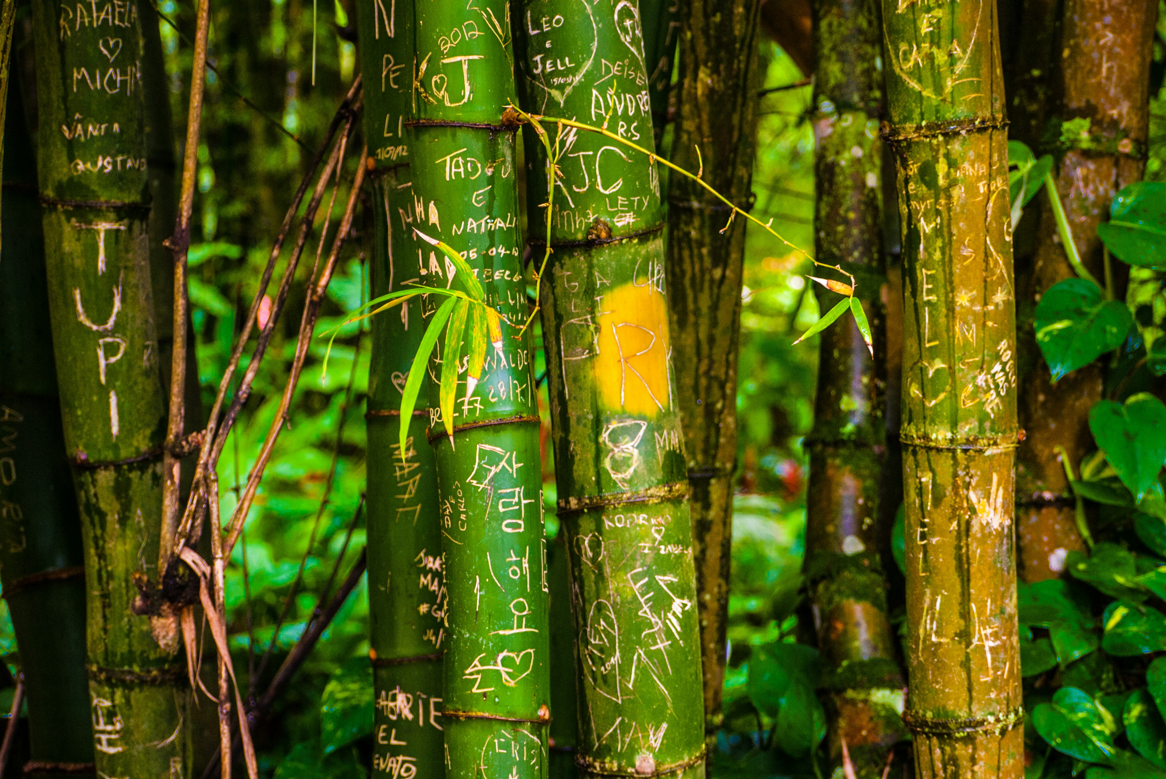 Free Unsplash photo from Nicolas Prieto