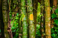 Several bamboo stalks with engravings and carvings by various people, showing names, symbols, and patterns etched into the green surface. The bamboo is surrounded by lush greenery, indicating a dense forest or jungle environment.
