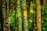 Several bamboo stalks with engravings and carvings by various people, showing names, symbols, and patterns etched into the green surface. The bamboo is surrounded by lush greenery, indicating a dense forest or jungle environment.