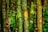 Several bamboo stalks with engravings and carvings by various people, showing names, symbols, and patterns etched into the green surface. The bamboo is surrounded by lush greenery, indicating a dense forest or jungle environment.