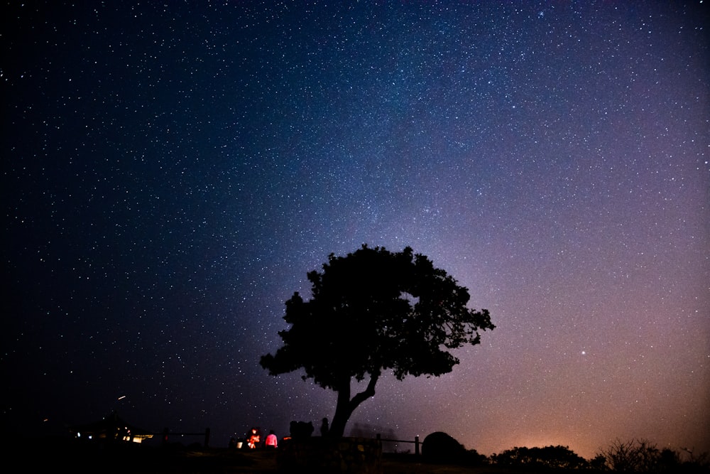 silhouette of tree during night