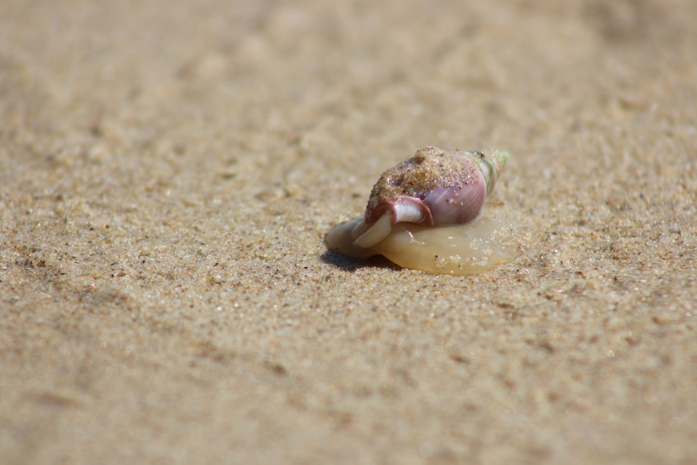 Download Yellow Snail On Mushroom Photo Free Animal Image On Unsplash Yellowimages Mockups
