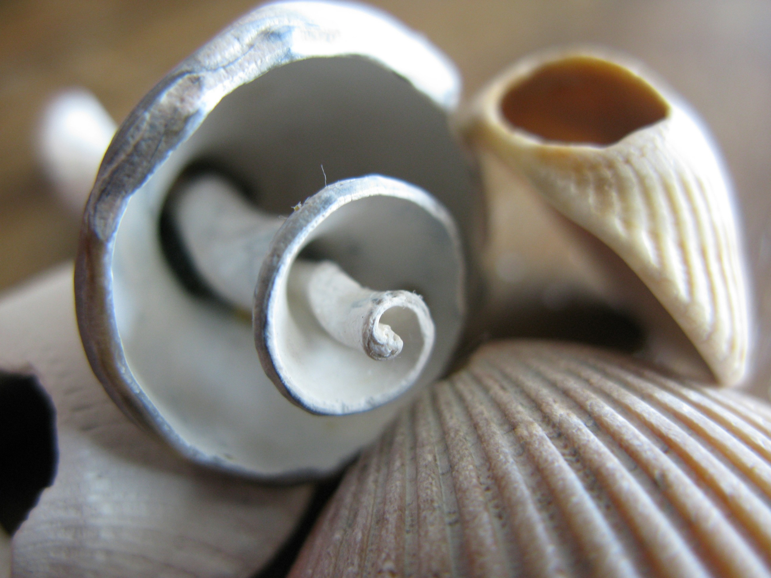 Free Unsplash photo from Linley Beckbridge