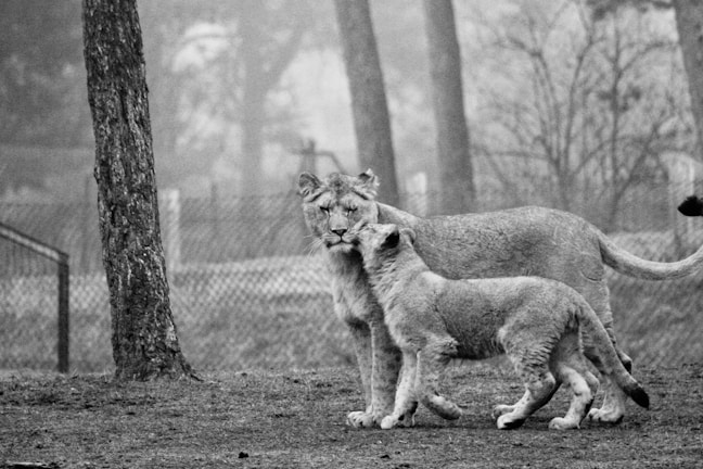 Two lions stand closely together on a misty day within a fenced area, surrounded by trees. The scene appears to be serene and intimate, with one lion nuzzling the other.