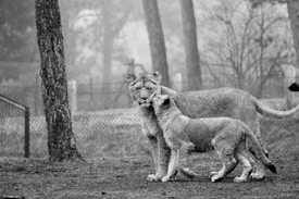 Two lions stand closely together on a misty day within a fenced area, surrounded by trees. The scene appears to be serene and intimate, with one lion nuzzling the other.