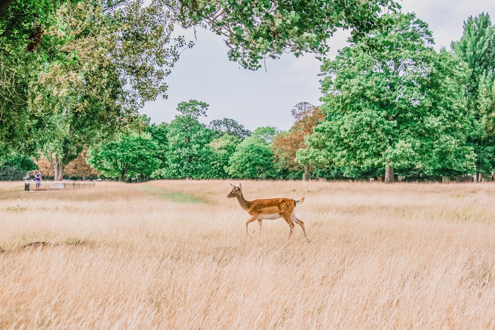 brown deer on grass field