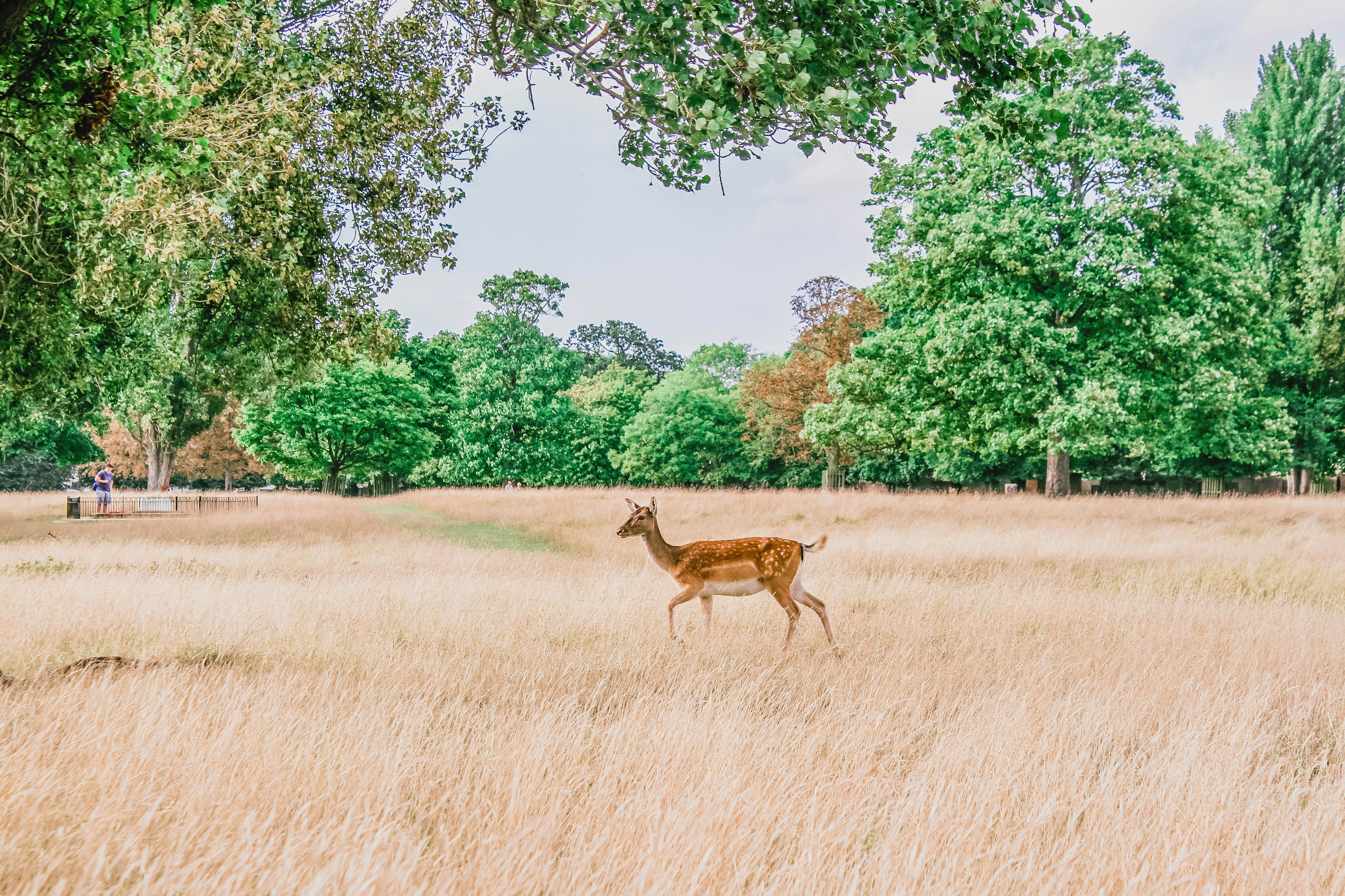 brown deer on grass field