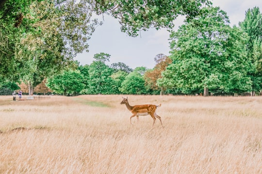 brown deer on grass field in Bushy Park United Kingdom