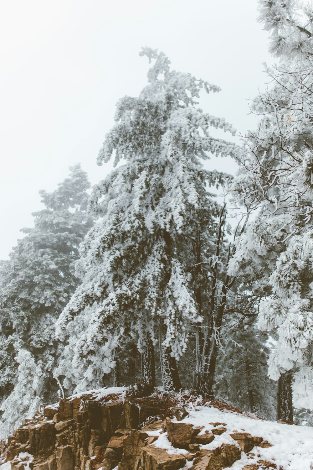 snow covered pine trees at daytime