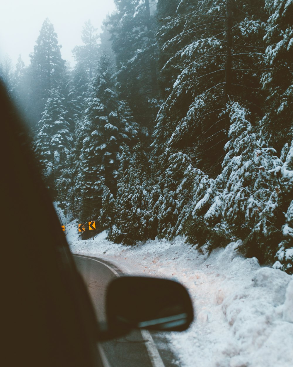 pine trees covered with snow