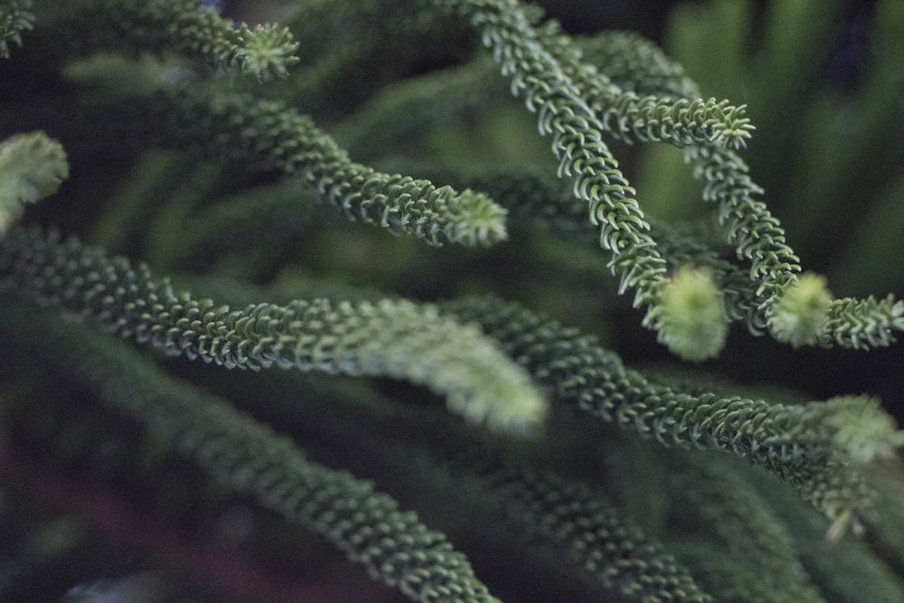 緑の植物の浅い焦点写真