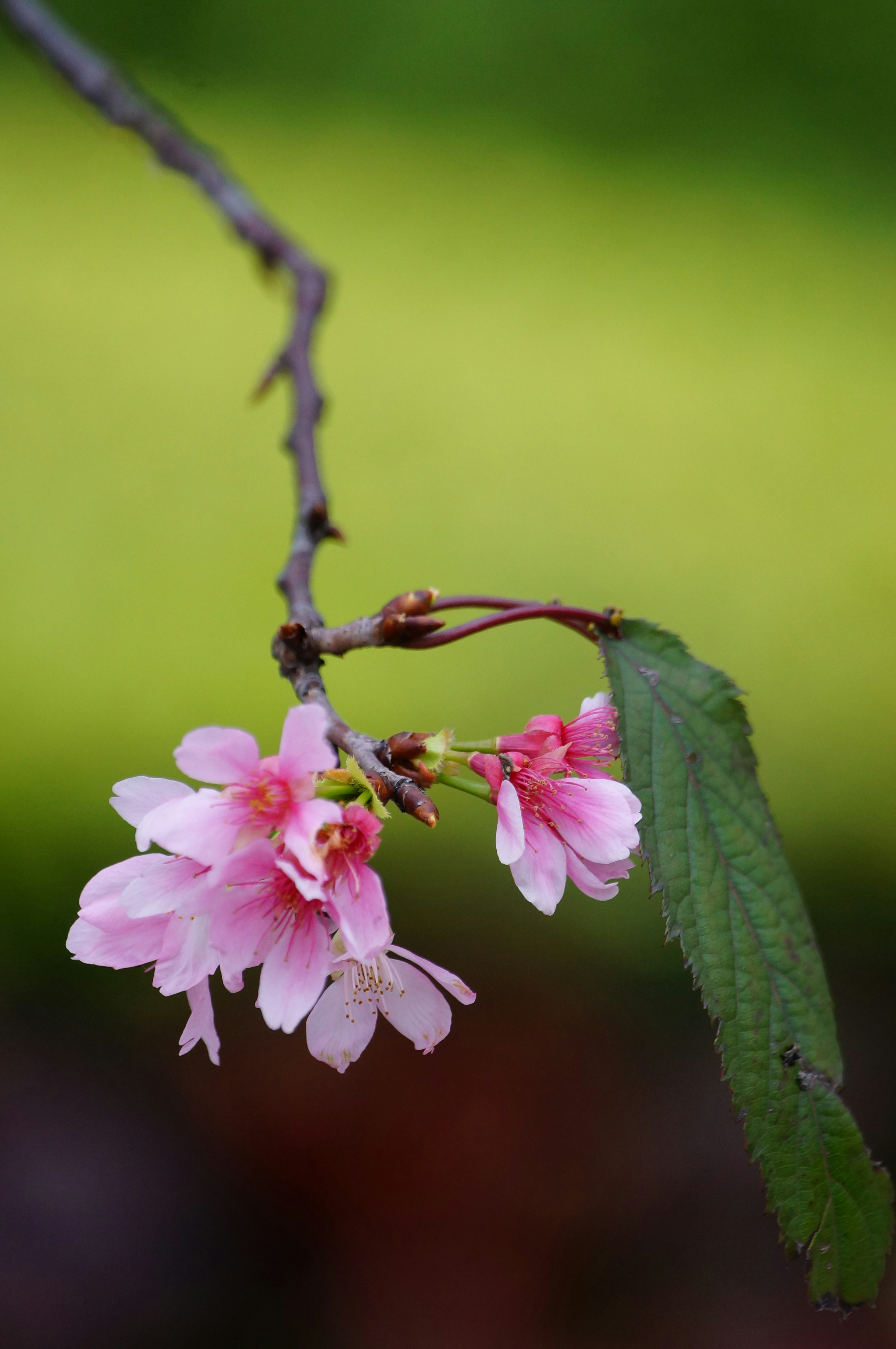 Free Unsplash photo from ken chan