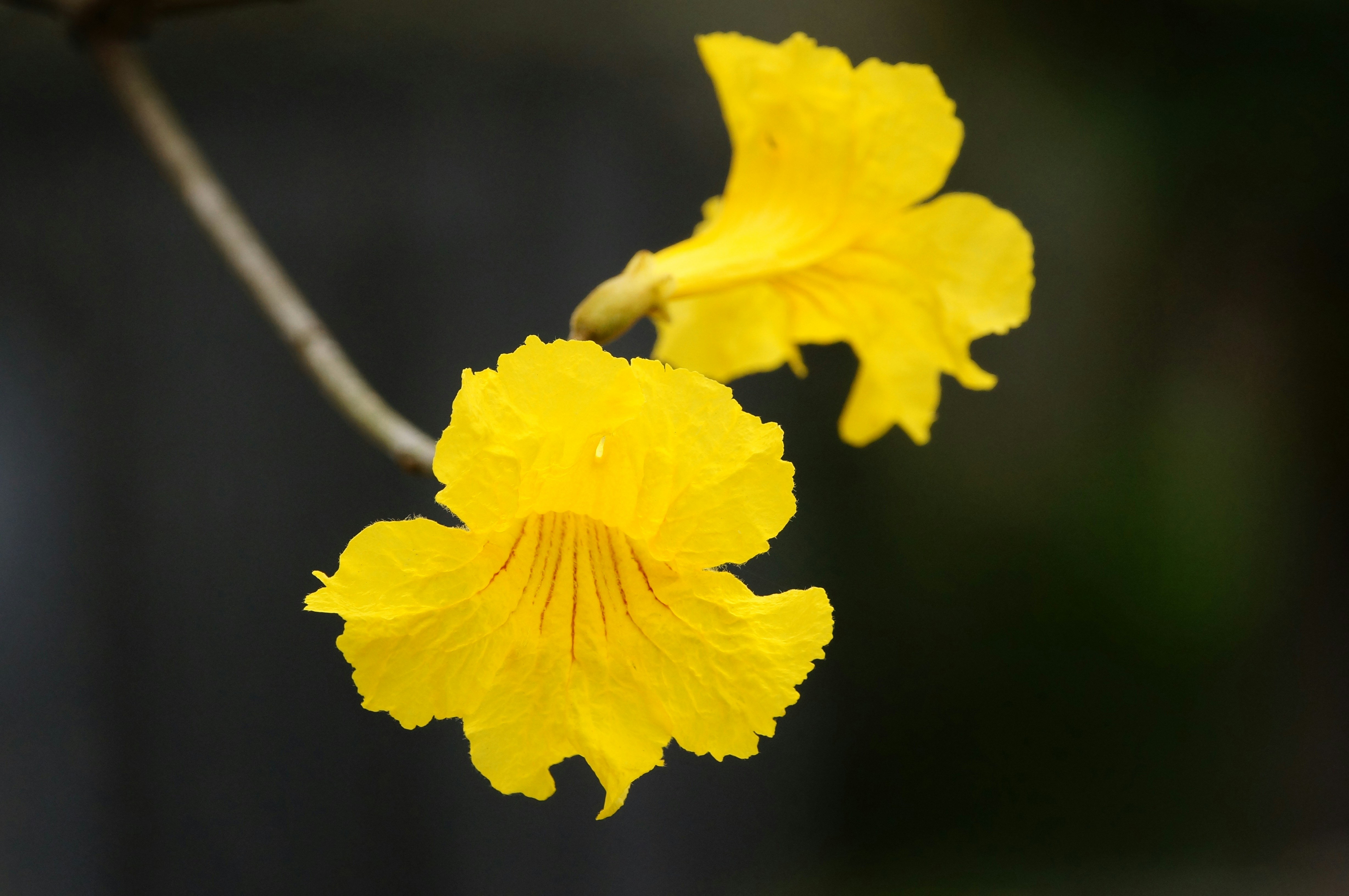 Free Unsplash photo from ken chan