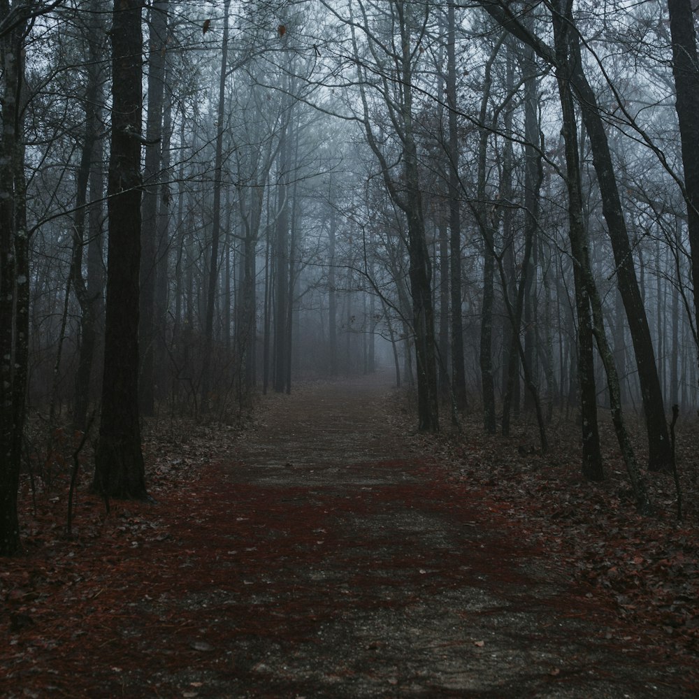 A dark forest walking path.