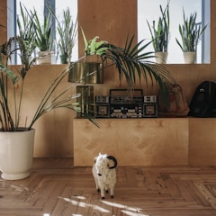 A cozy home setting featuring a sleek FM radio on a wooden shelf with soft natural light.