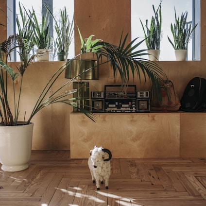 A cozy home setting featuring a sleek FM radio on a wooden shelf with soft natural light.