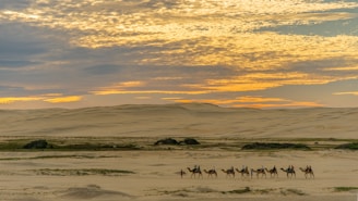A group of people ride camels across a vast, sandy desert landscape under a sky painted with the warm hues of a setting sun. The horizon is lined with rolling dunes, and the open sky above is streaked with clouds reflecting the soft colors of sunset.