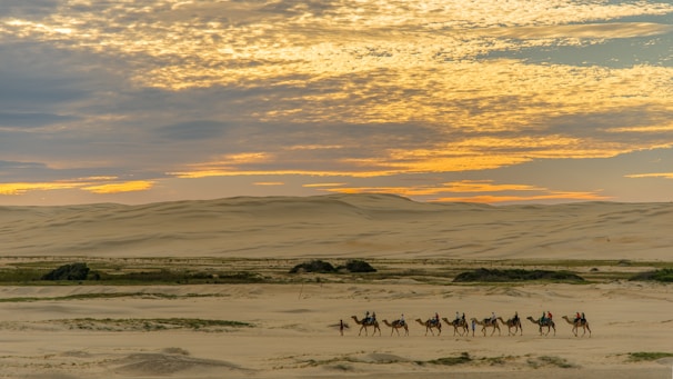A small group enjoying a private sunset camel ride in the Sahara desert.