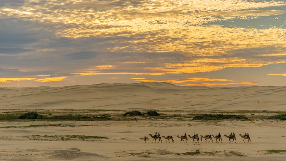 people riding on camel walking on ground at during golden hour